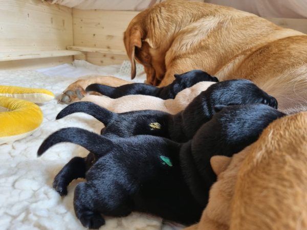 Lua mit ihren Welpen Lua mit ihren Welpen